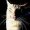 Dark Ninfa