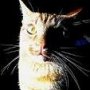 Dark Ninfa