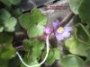 selva anton