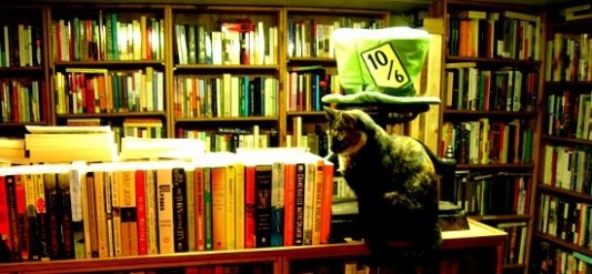 Gato y libros