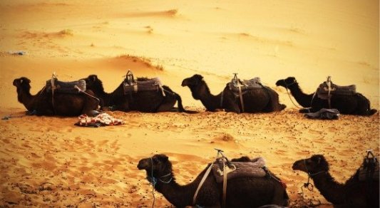 Grupo de camellos descansando en el desierto por la tarde.