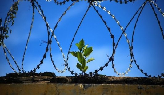 Planta creciendo entre las rejas de una cárcel.