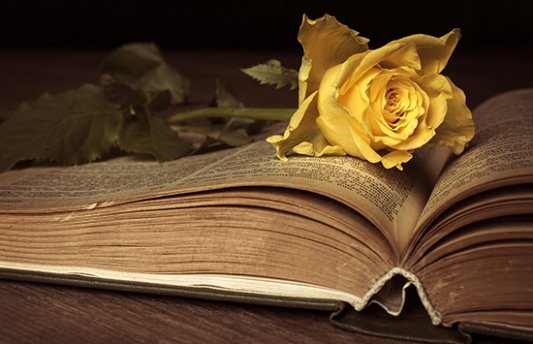 Una rosa sobre un libro